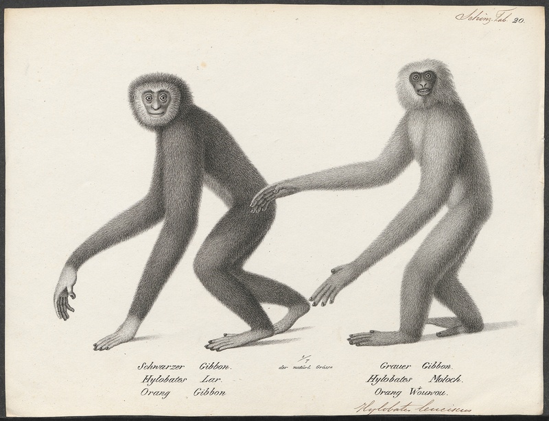 lar gibbon (Hylobates lar); DISPLAY FULL IMAGE.