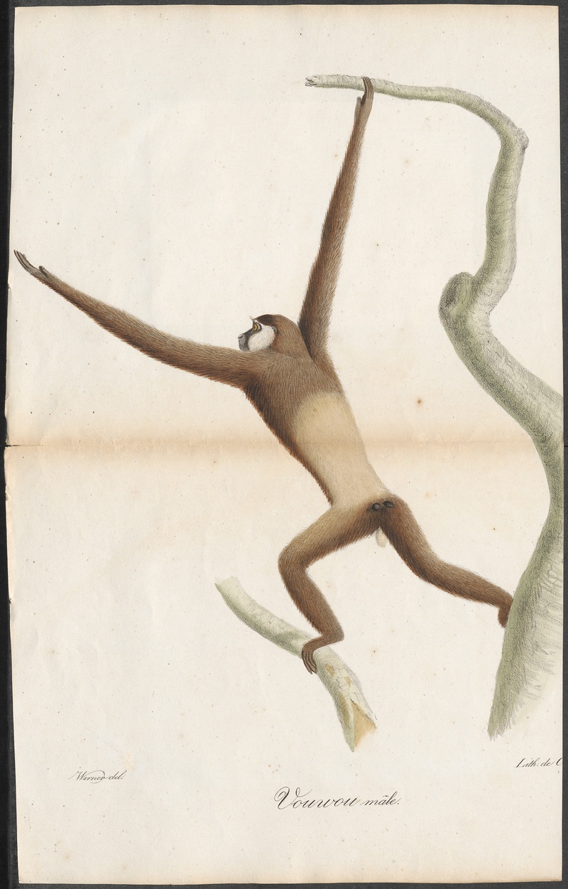 lar gibbon (Hylobates lar); DISPLAY FULL IMAGE.