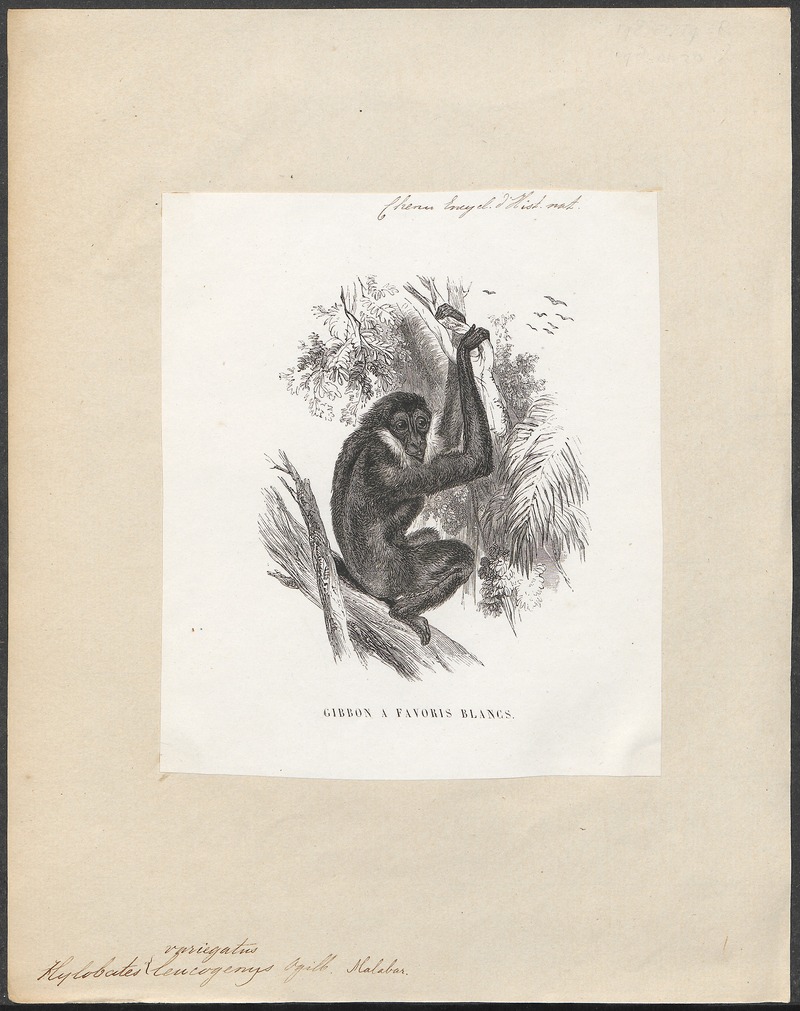 lar gibbon (Hylobates lar); DISPLAY FULL IMAGE.