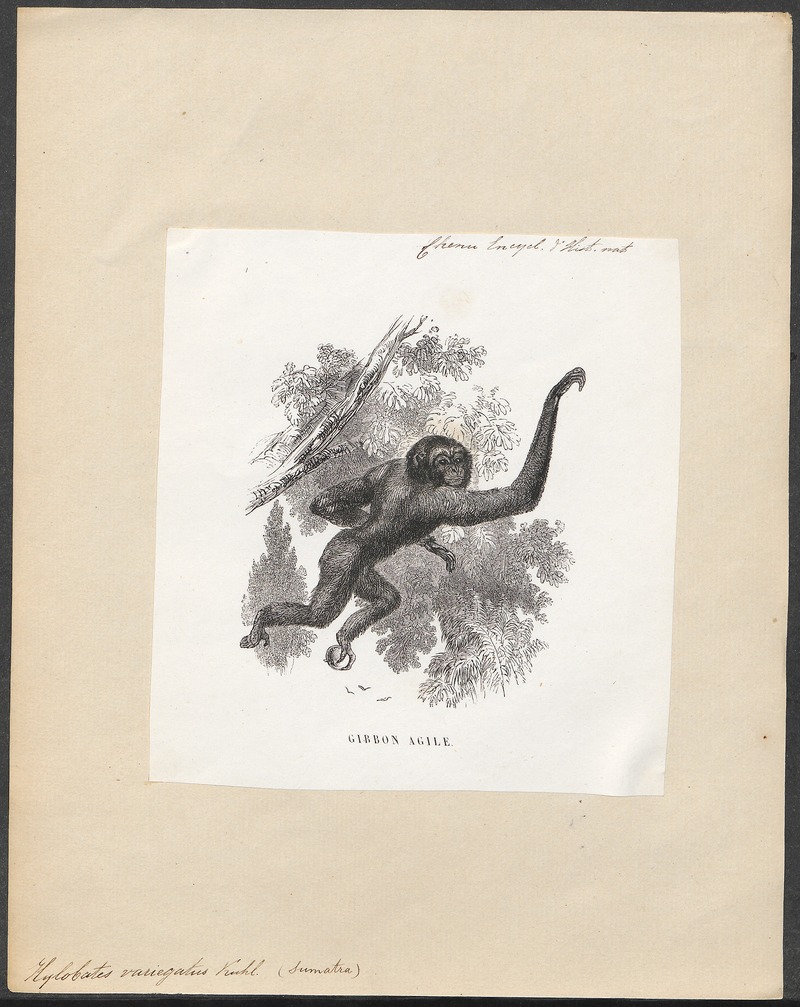 lar gibbon (Hylobates lar); DISPLAY FULL IMAGE.