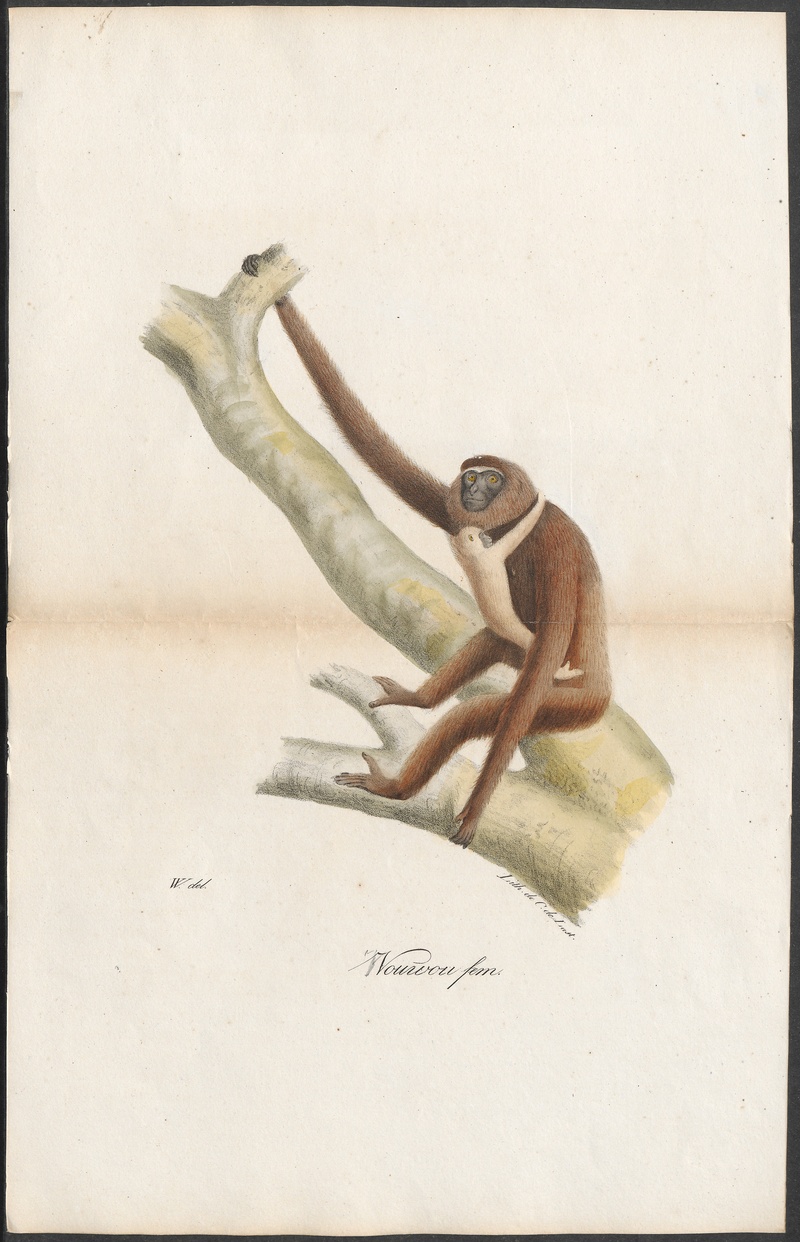 lar gibbon (Hylobates lar); DISPLAY FULL IMAGE.