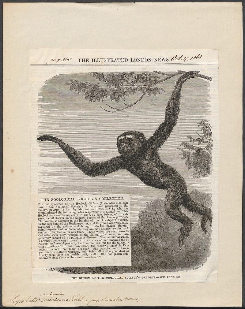 lar gibbon (Hylobates lar); DISPLAY FULL IMAGE.