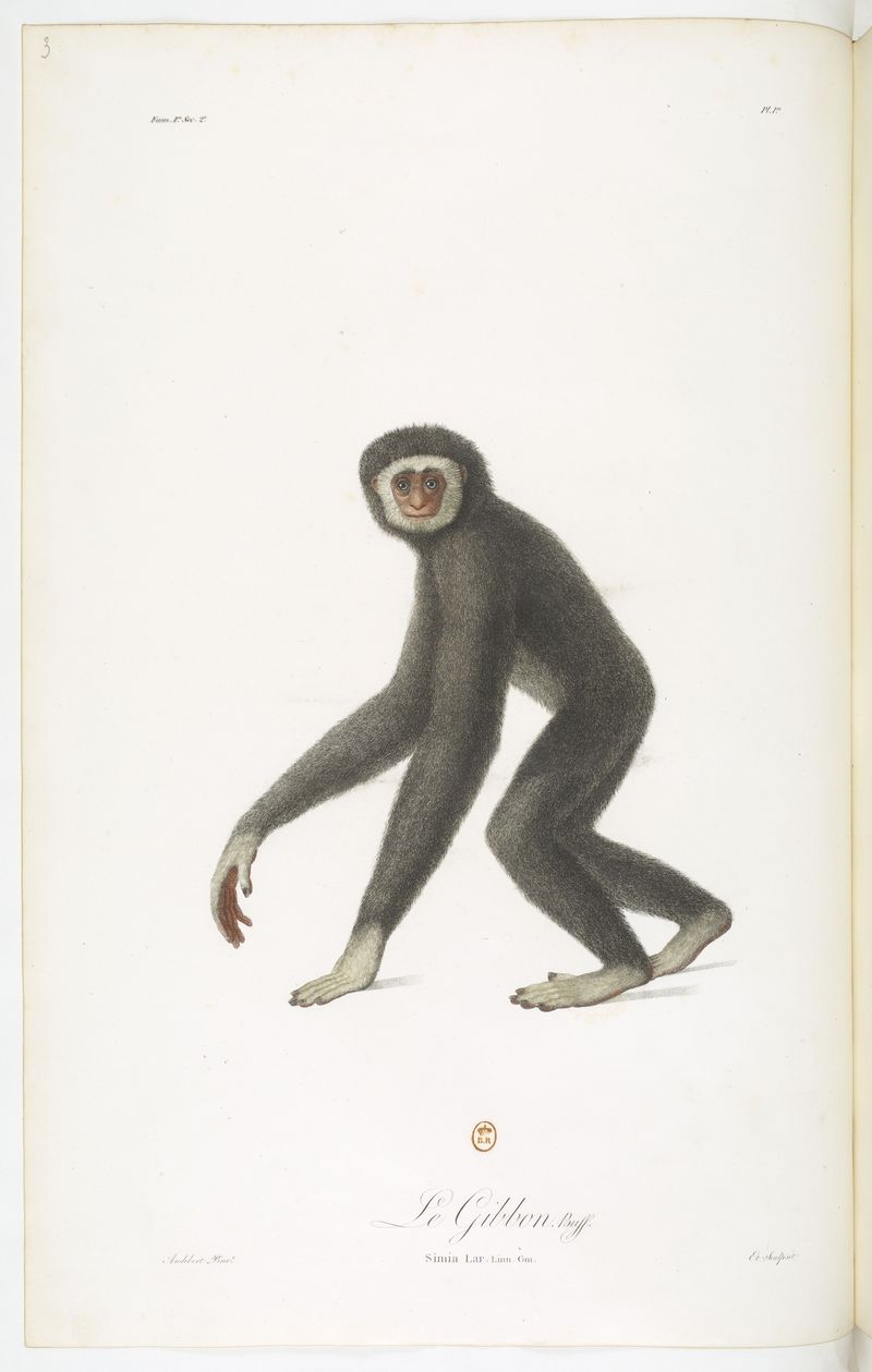 lar gibbon (Hylobates lar); DISPLAY FULL IMAGE.