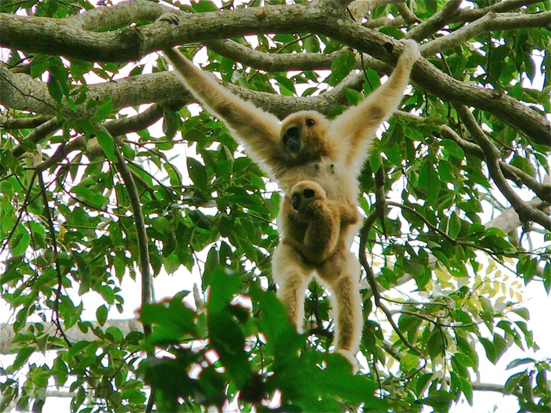 lar gibbon (Hylobates lar); DISPLAY FULL IMAGE.