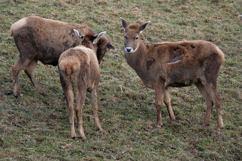 Thorold's deer, white-lipped deer (Cervus albirostris); DISPLAY FULL IMAGE.