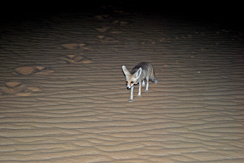 Rüppell's fox (Vulpes rueppellii); DISPLAY FULL IMAGE.