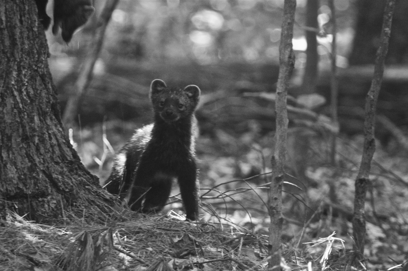 fisher (Pekania pennanti); DISPLAY FULL IMAGE.