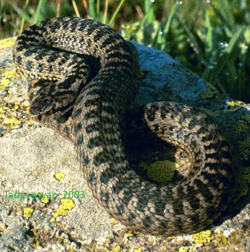Darevsky's viper (Vipera darevskii); DISPLAY FULL IMAGE.