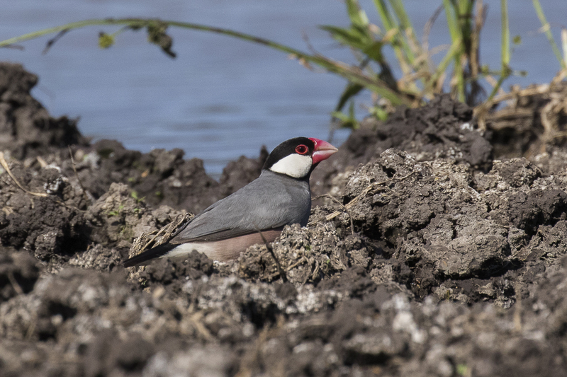 Java sparrow (Lonchura oryzivora); DISPLAY FULL IMAGE.