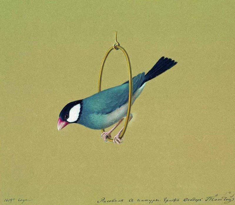 Java sparrow (Lonchura oryzivora); DISPLAY FULL IMAGE.