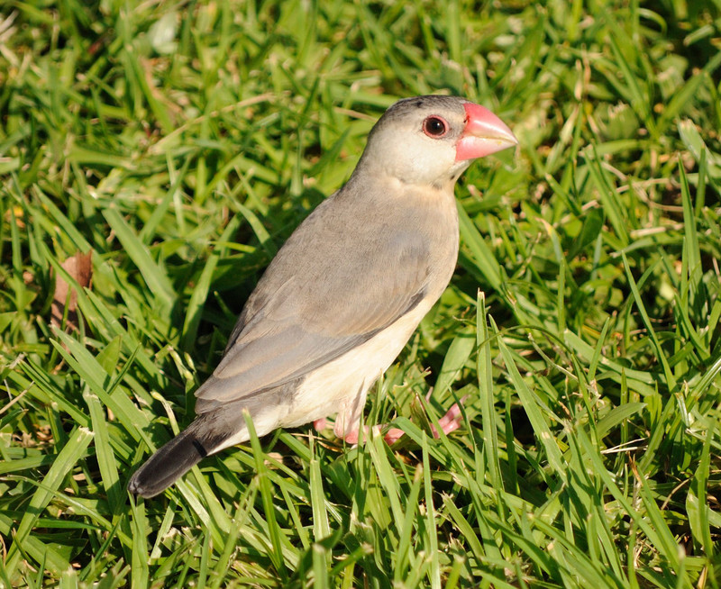 Java sparrow (Lonchura oryzivora); DISPLAY FULL IMAGE.