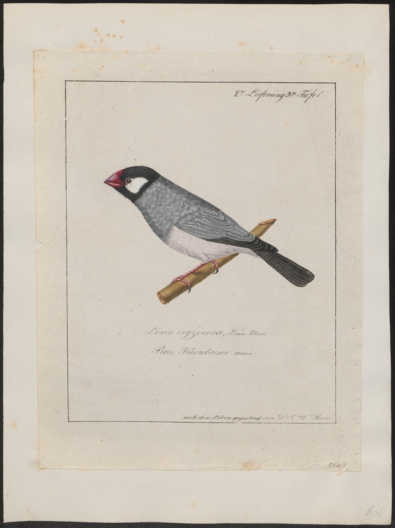Java sparrow (Lonchura oryzivora); DISPLAY FULL IMAGE.