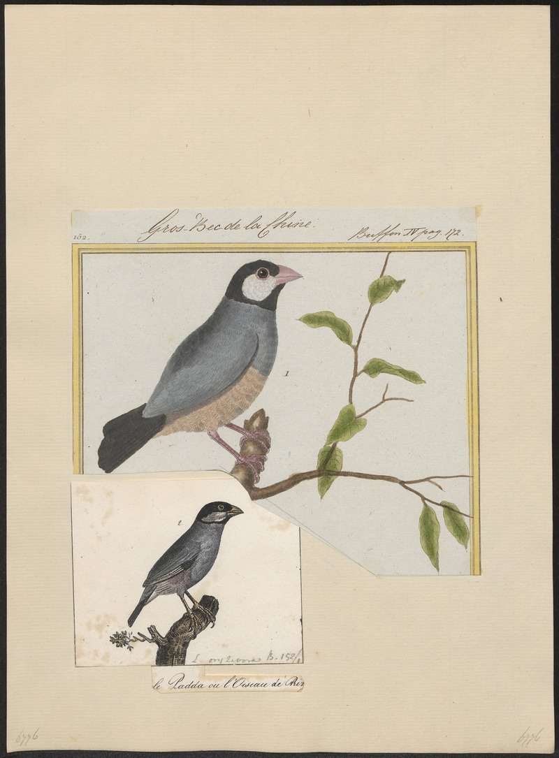 Java sparrow (Lonchura oryzivora); DISPLAY FULL IMAGE.
