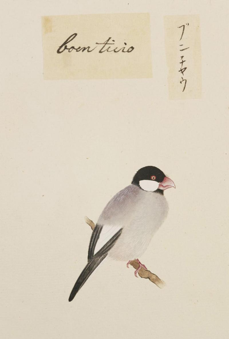 Java sparrow (Lonchura oryzivora); DISPLAY FULL IMAGE.