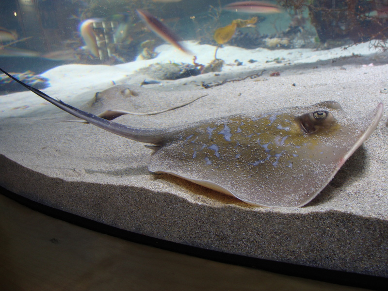 pelagic stingray (Pteroplatytrygon violacea); DISPLAY FULL IMAGE.