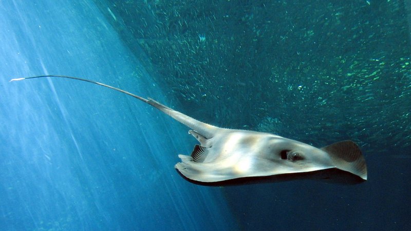 pelagic stingray (Pteroplatytrygon violacea); DISPLAY FULL IMAGE.