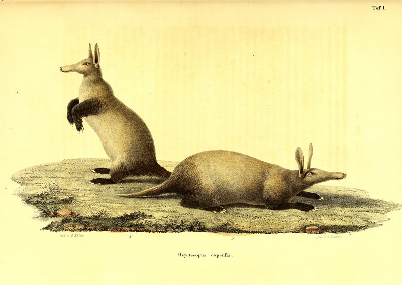 aardvark (Orycteropus afer); DISPLAY FULL IMAGE.