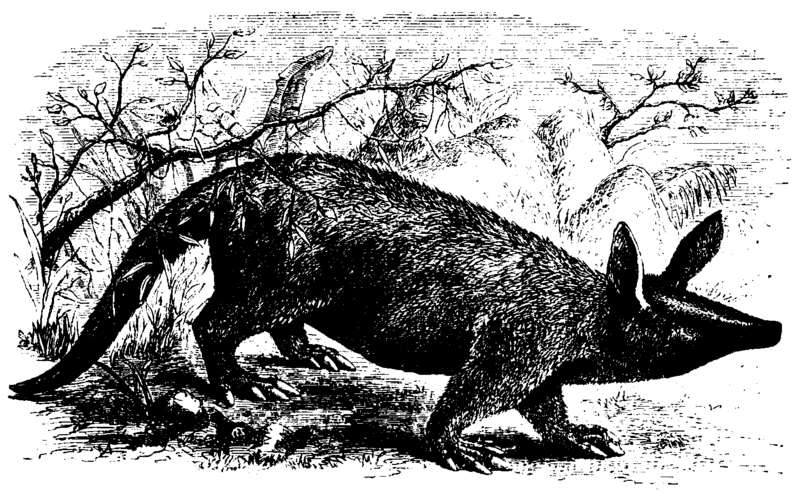 aardvark (Orycteropus afer); DISPLAY FULL IMAGE.