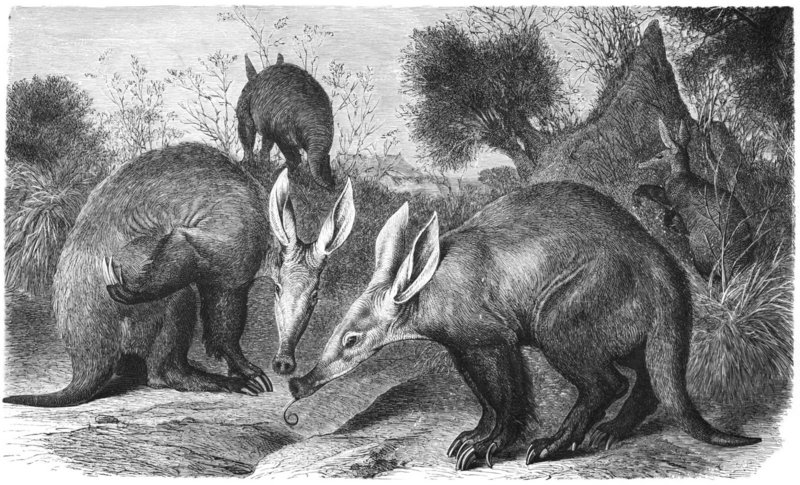 aardvark (Orycteropus afer); DISPLAY FULL IMAGE.