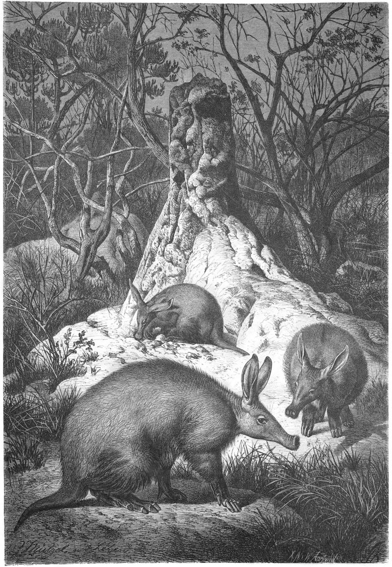 aardvark (Orycteropus afer); DISPLAY FULL IMAGE.