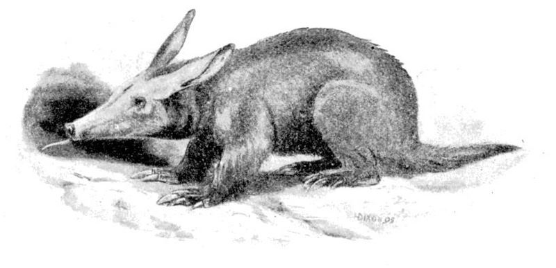 aardvark (Orycteropus afer); DISPLAY FULL IMAGE.