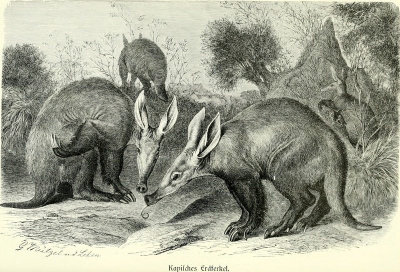 aardvark (Orycteropus afer); DISPLAY FULL IMAGE.