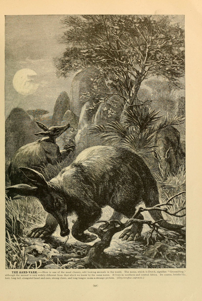 aardvark (Orycteropus afer); DISPLAY FULL IMAGE.