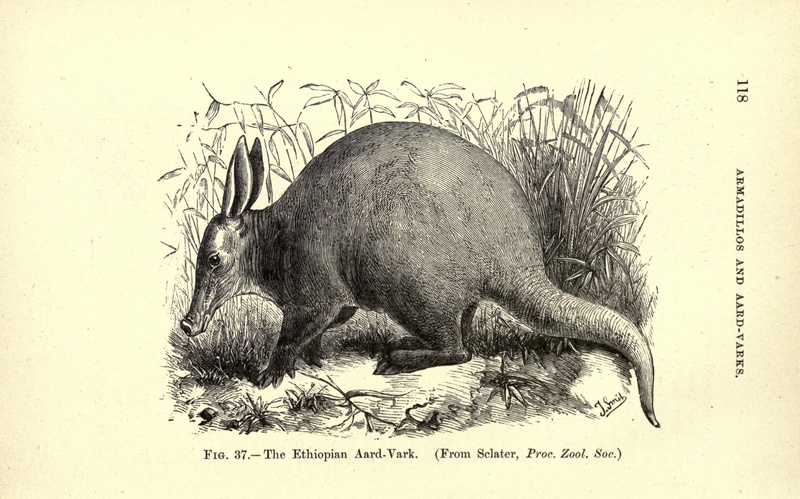 aardvark (Orycteropus afer); DISPLAY FULL IMAGE.