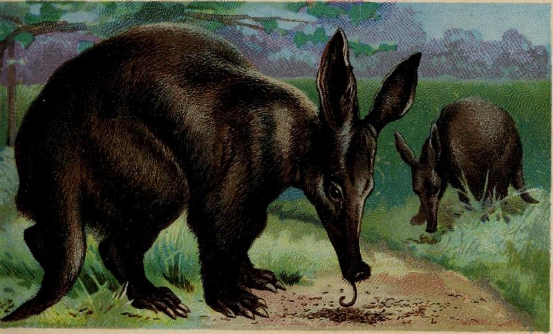 aardvark (Orycteropus afer); DISPLAY FULL IMAGE.