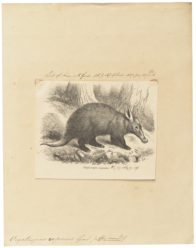 aardvark (Orycteropus afer); DISPLAY FULL IMAGE.