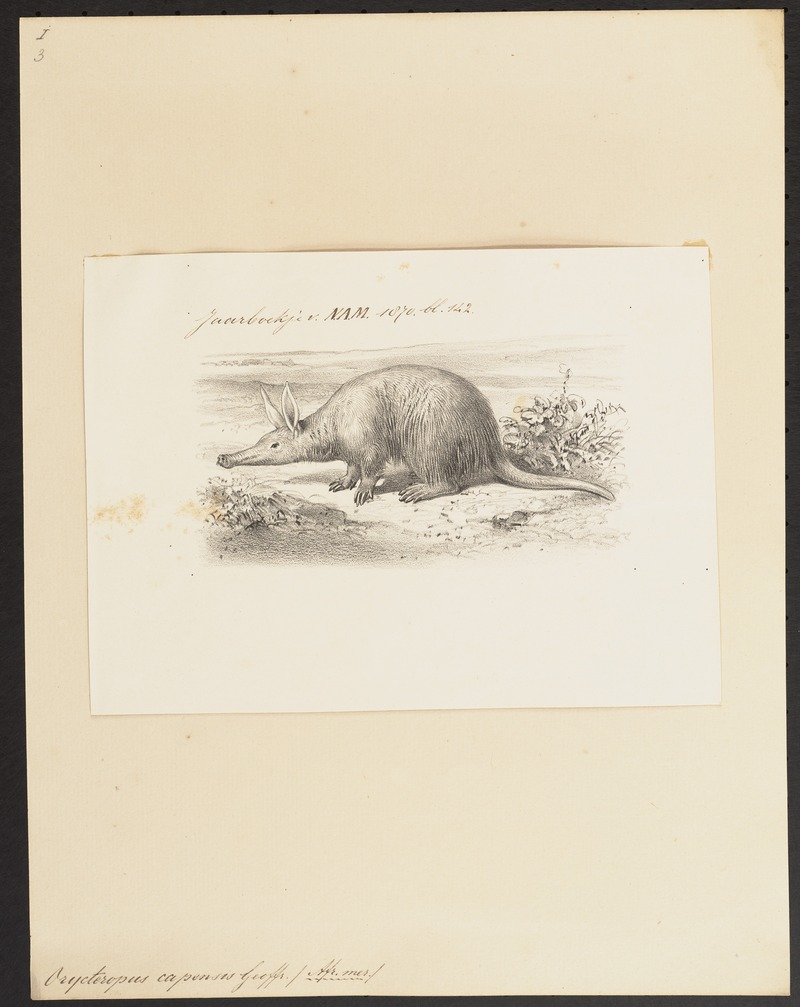 aardvark (Orycteropus afer); DISPLAY FULL IMAGE.