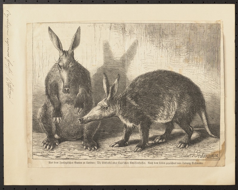 aardvark (Orycteropus afer); DISPLAY FULL IMAGE.