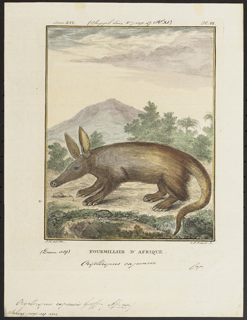 aardvark (Orycteropus afer); DISPLAY FULL IMAGE.