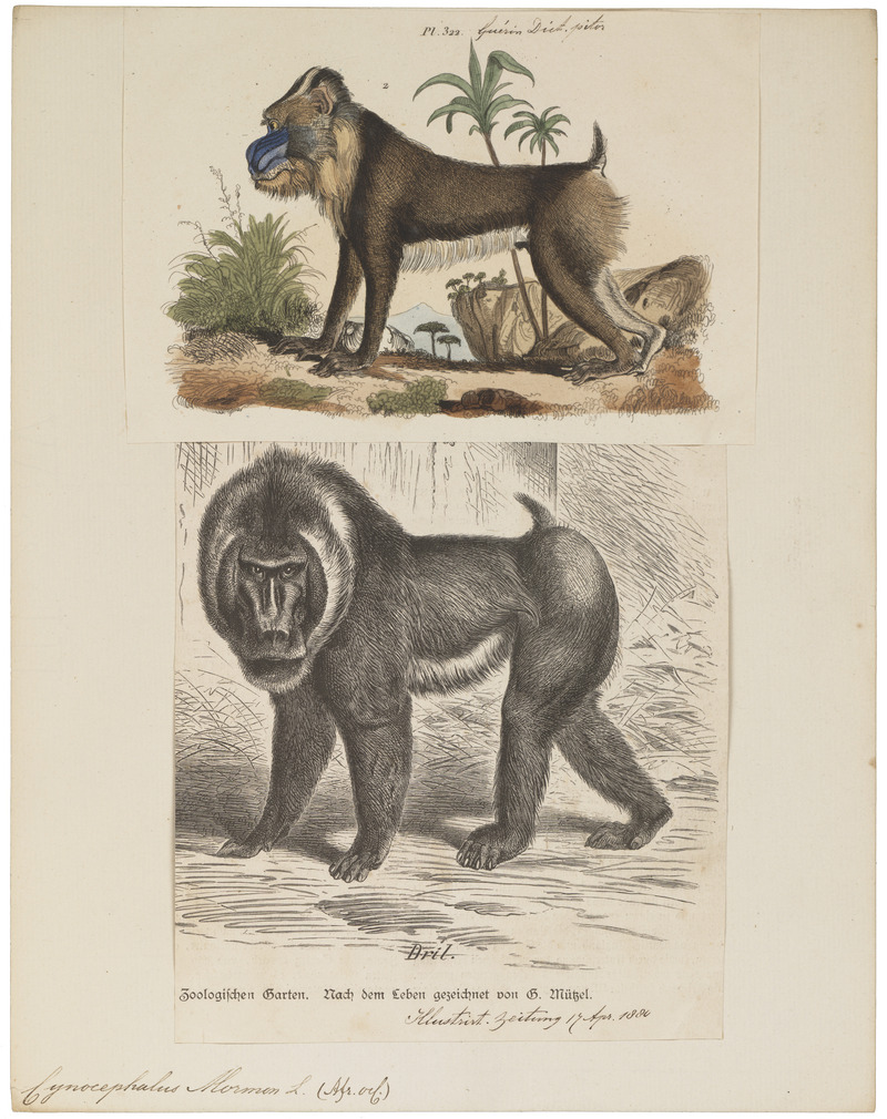 mandrill (Mandrillus sphinx); DISPLAY FULL IMAGE.