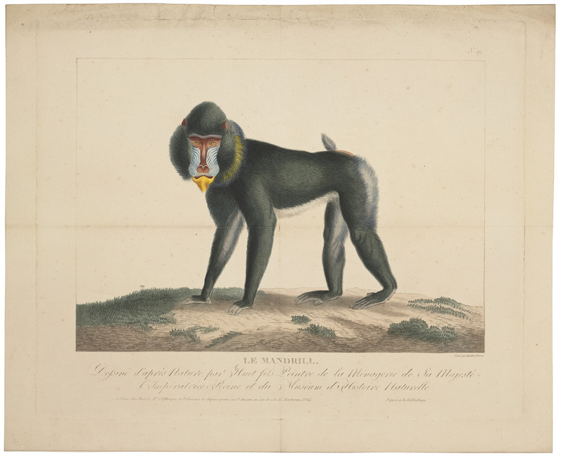 mandrill (Mandrillus sphinx); DISPLAY FULL IMAGE.