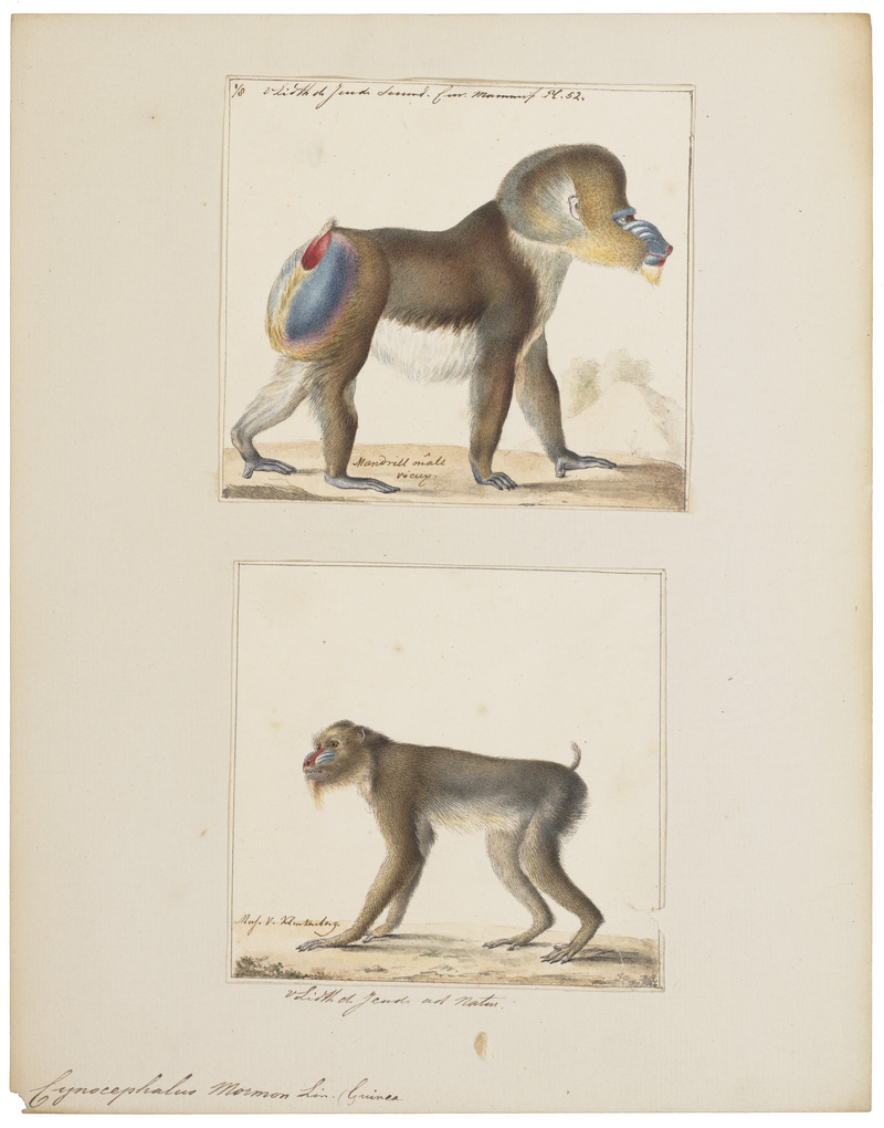 mandrill (Mandrillus sphinx); DISPLAY FULL IMAGE.