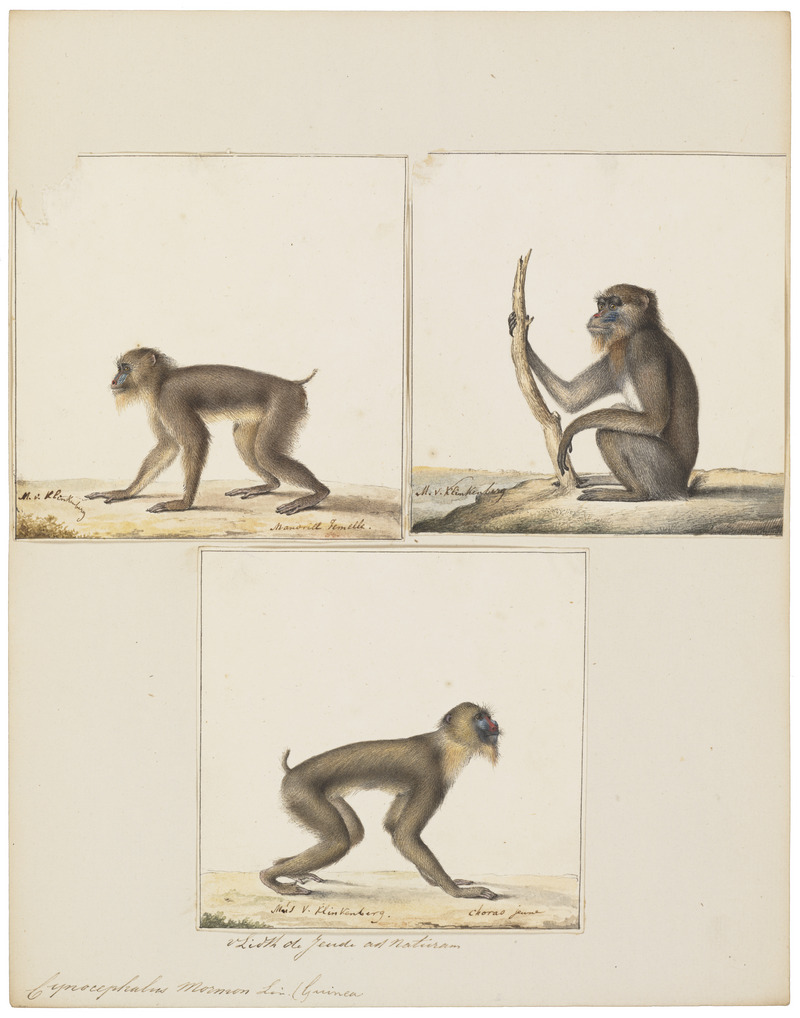 mandrill (Mandrillus sphinx); DISPLAY FULL IMAGE.