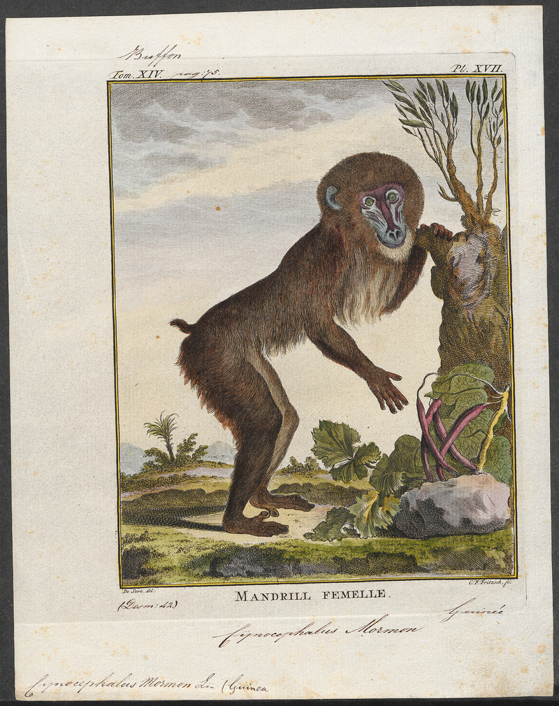mandrill (Mandrillus sphinx); DISPLAY FULL IMAGE.