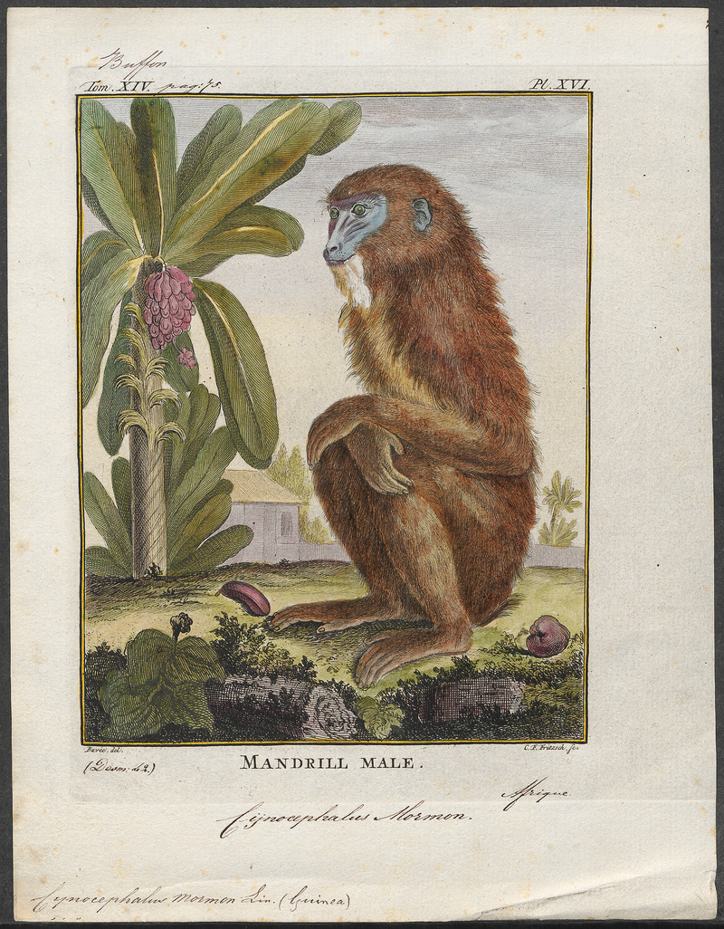 mandrill (Mandrillus sphinx); DISPLAY FULL IMAGE.