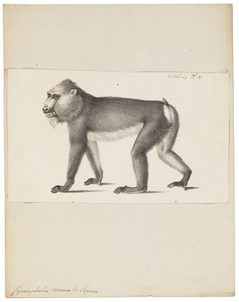 mandrill (Mandrillus sphinx); DISPLAY FULL IMAGE.