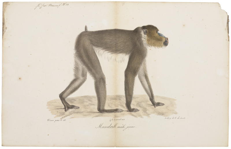 mandrill (Mandrillus sphinx); DISPLAY FULL IMAGE.