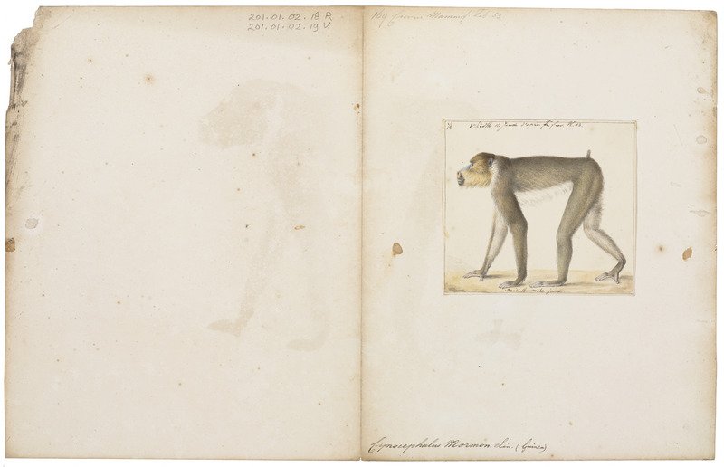mandrill (Mandrillus sphinx); DISPLAY FULL IMAGE.