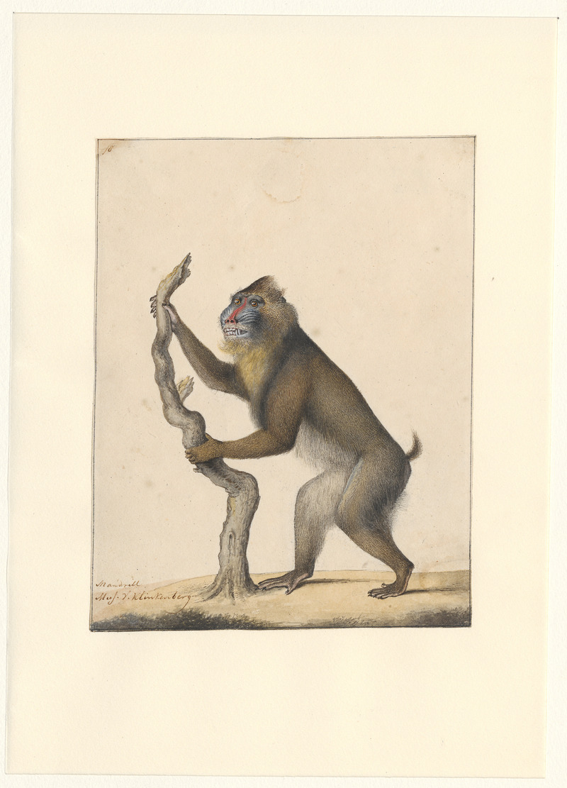 mandrill (Mandrillus sphinx); DISPLAY FULL IMAGE.