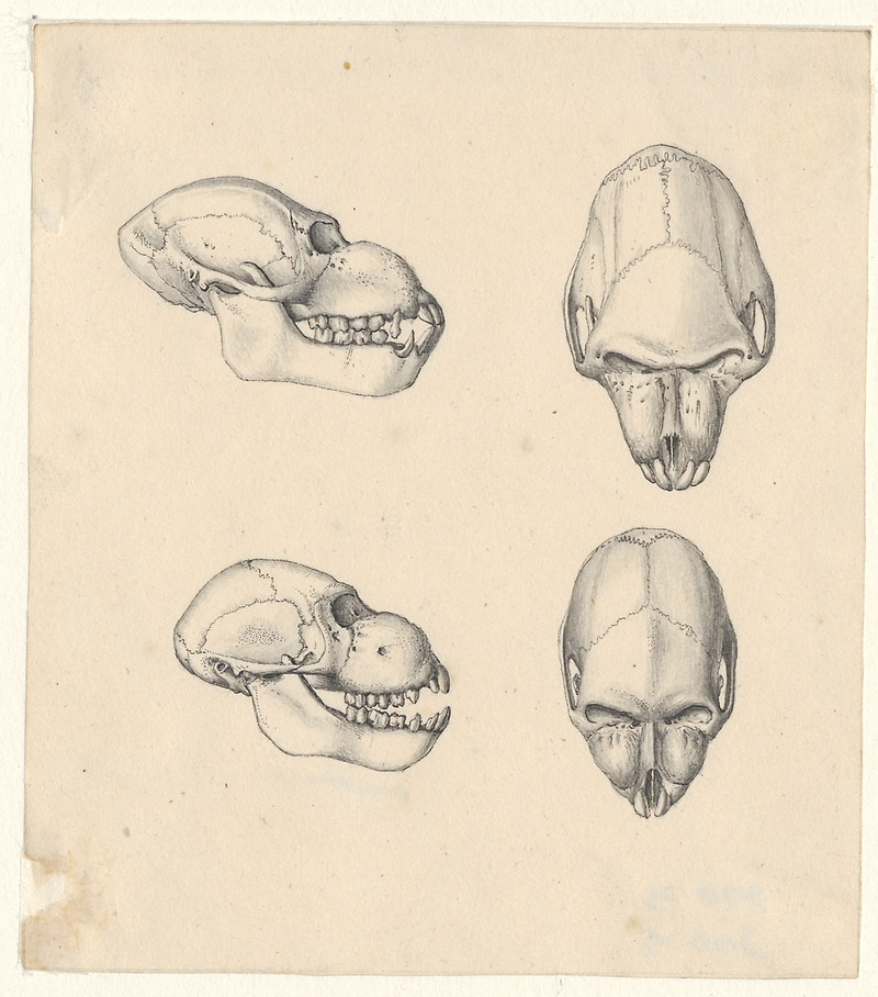 mandrill (Mandrillus sphinx); DISPLAY FULL IMAGE.