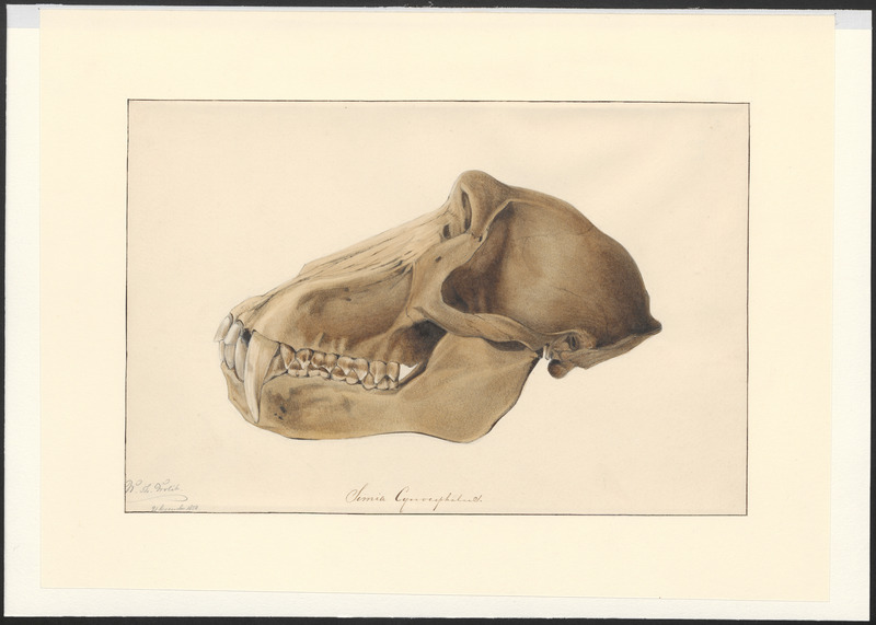 mandrill (Mandrillus sphinx); DISPLAY FULL IMAGE.