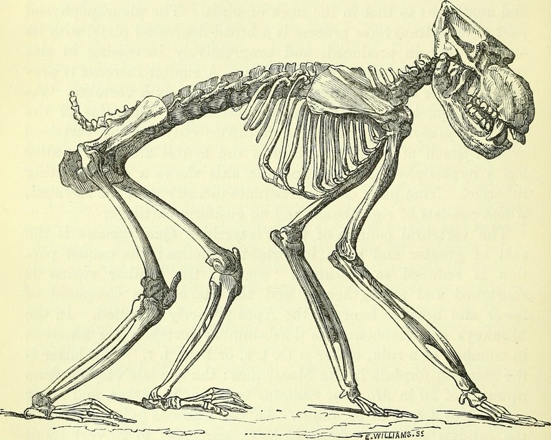 mandrill (Mandrillus sphinx); DISPLAY FULL IMAGE.