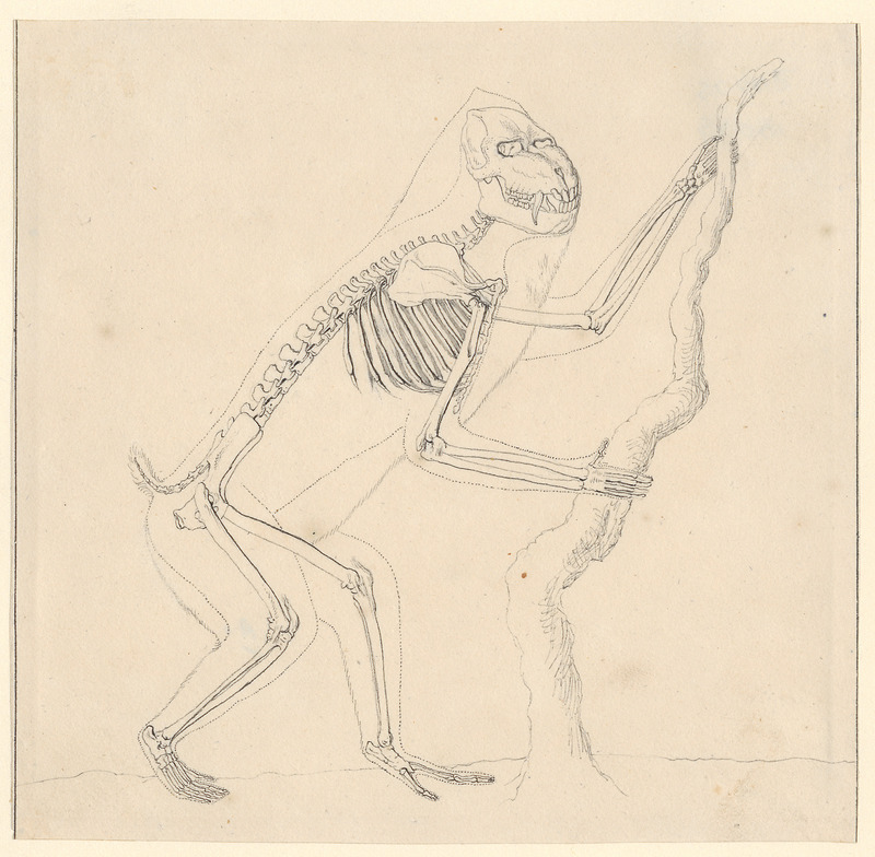 mandrill (Mandrillus sphinx); DISPLAY FULL IMAGE.