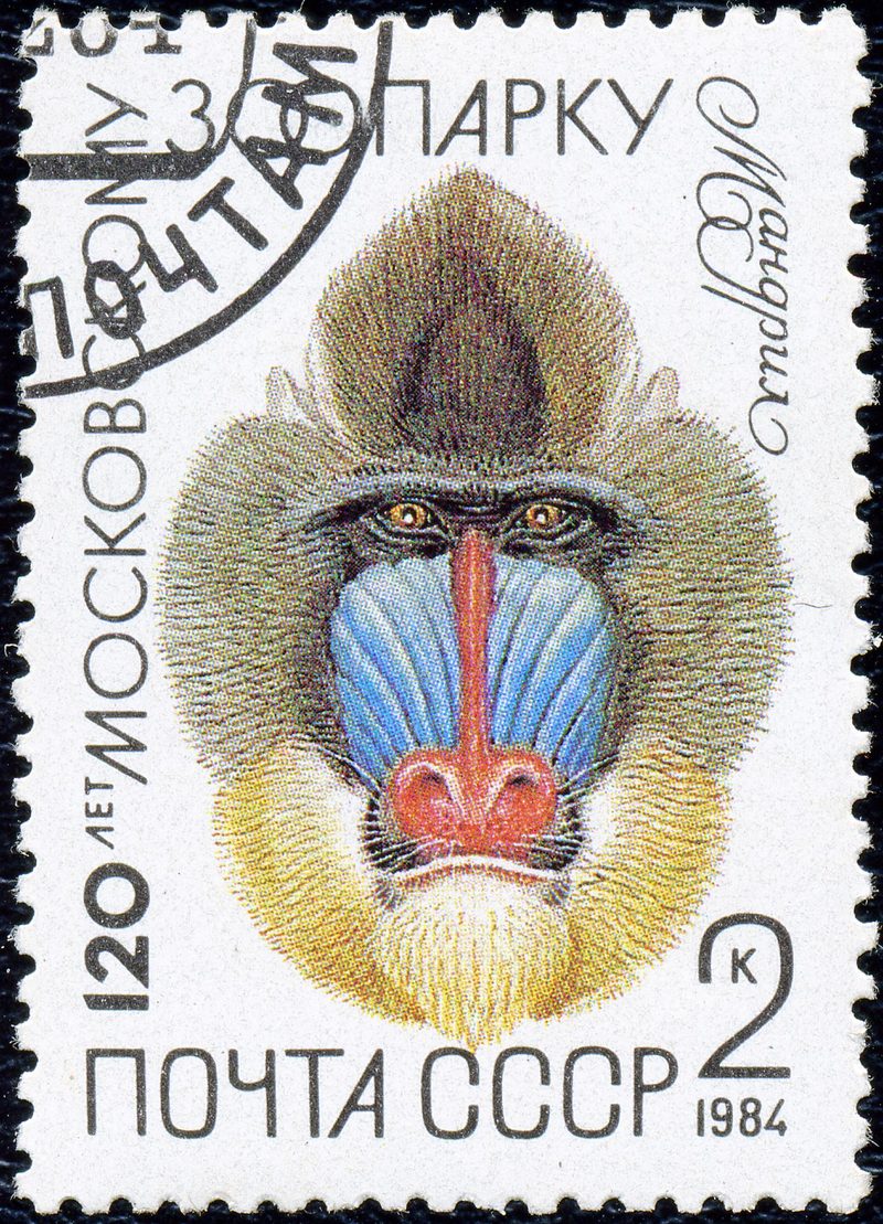 mandrill (Mandrillus sphinx); DISPLAY FULL IMAGE.