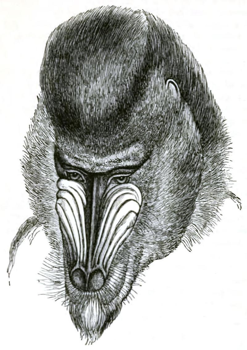 mandrill (Mandrillus sphinx); DISPLAY FULL IMAGE.