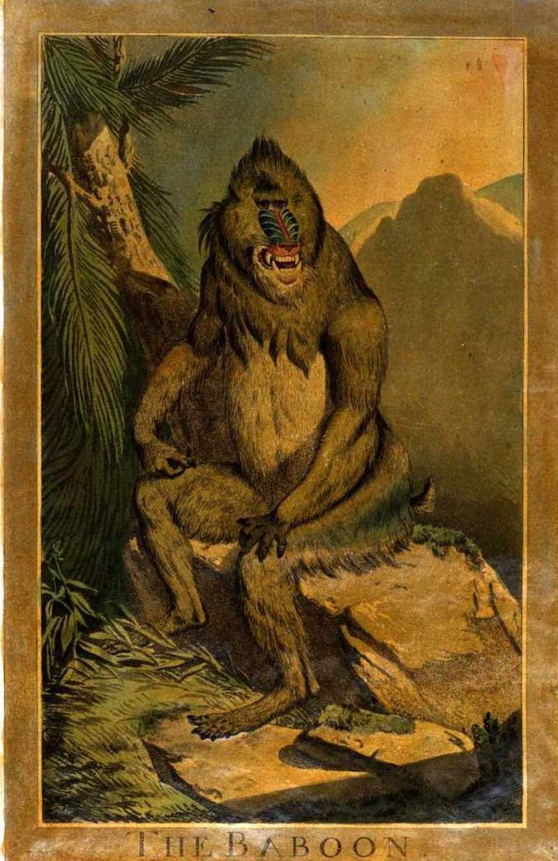 mandrill (Mandrillus sphinx); DISPLAY FULL IMAGE.